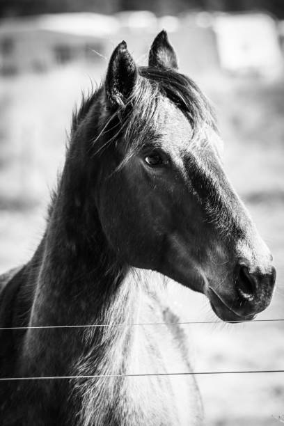 istock Vertical greyscale portrait of a horse 1432502371