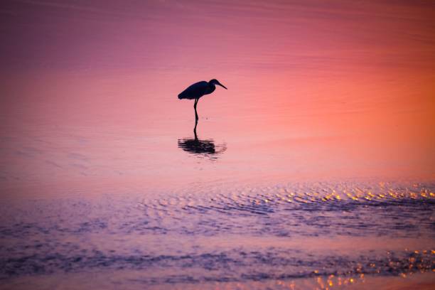 istock Silhouette shot of a bird on water during sunset 1432502498