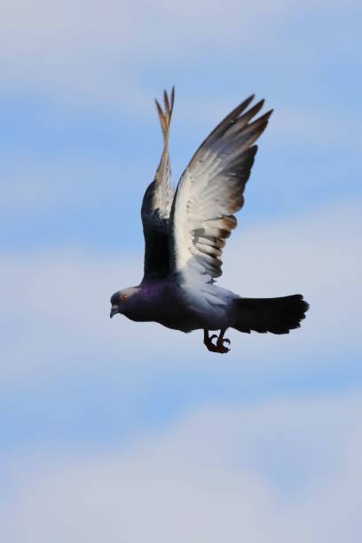istock Beautiful rock dove flying high in the blue sky 1432503255