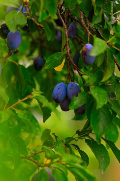 istock Vertical shot of prune plum on tree branches 1432503282