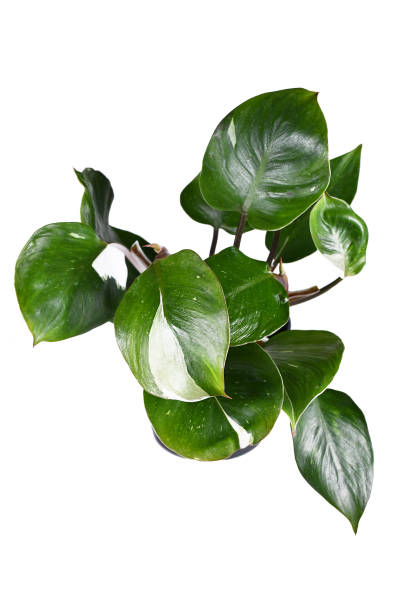 istock Tropical 'Philodendron White Knight' houseplant 1432503327
