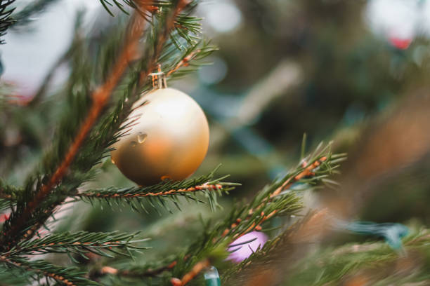 istock Close-up on gold colored bauble on wet pine tree branch 1432503339
