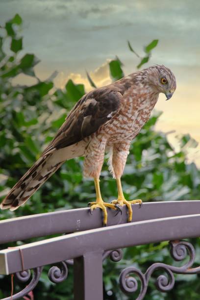 istock Vertical shot of a hawk perched on a metal railing during the daytime 1432503591