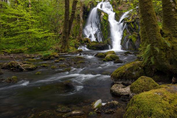 istock Beautiful flowing stream and waterfall in a mossy forest 1432503694