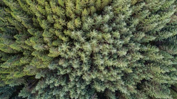 istock Aerial top view of a forest with green conifer trees 1432503716