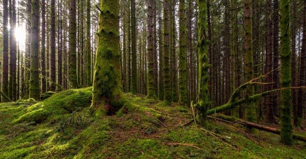 istock Scenic shot of a dense forest covered in bright green moss 1432503733