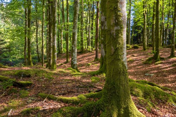 istock Mossy forest on an autumn day 1432503740
