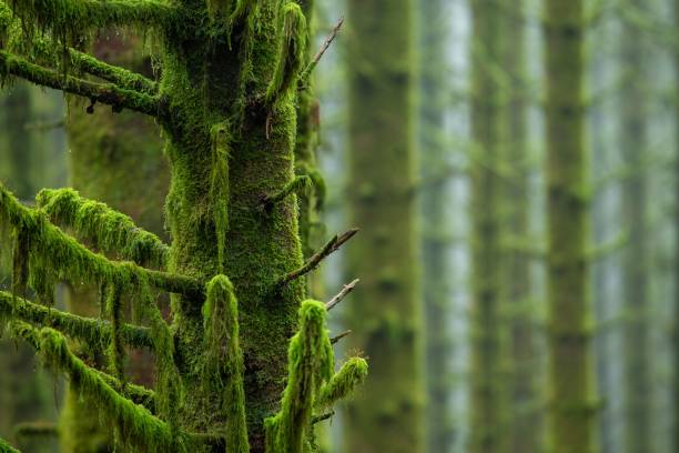 istock Closeup shot of a textured mossy green tree trunk 1432503823
