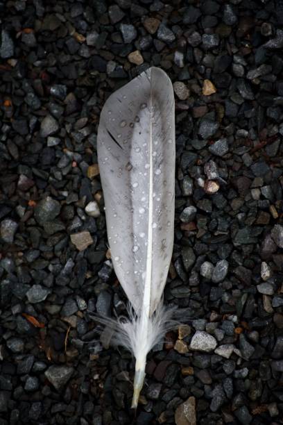 istock Wet white feather on pebbles,vertical shot 1432503843