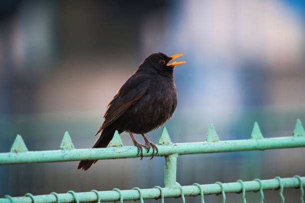 Closeup shot of a blackbird perched on a metallic fence with blurred background A closeup shot of a blackbird perched on a metallic fence with blurred background common blackbird turdus merula stock pictures, royalty-free photos & images