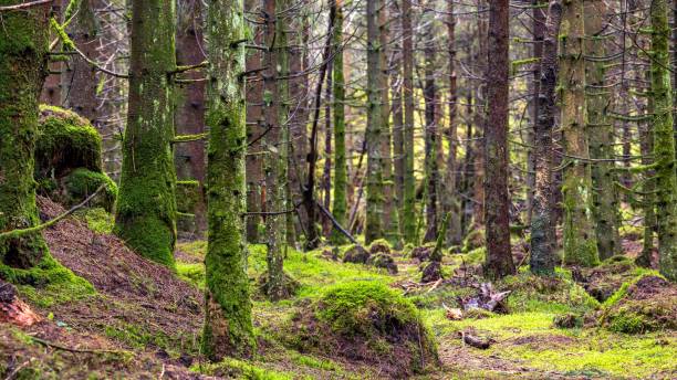istock Beautiful forest area with mossy trees 1432503891