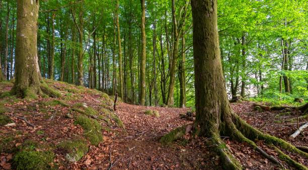 istock Beautiful forest area with mossy trees 1432503909