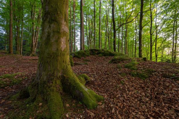 istock Beautiful forest area with mossy trees 1432503913