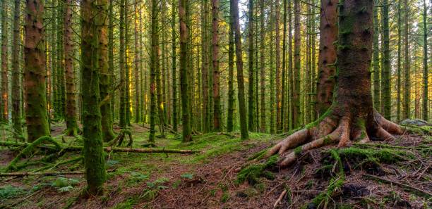 istock Beautiful forest area with mossy trees 1432503917