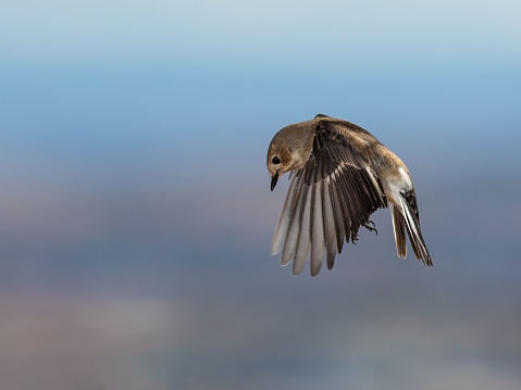 A beautiful shot of the European pied flycatcher bird in the sky against blurred background