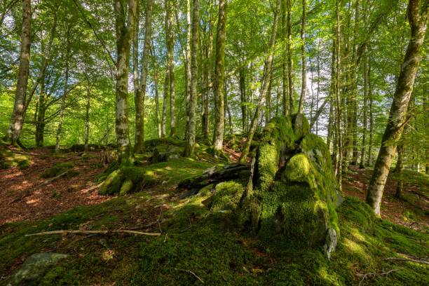 istock Beautiful bright green mossy forest 1432504058