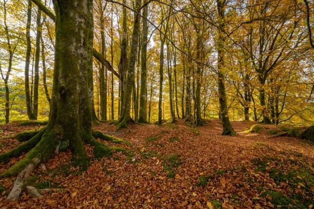 istock Beautiful forest area with mossy trees 1432504170