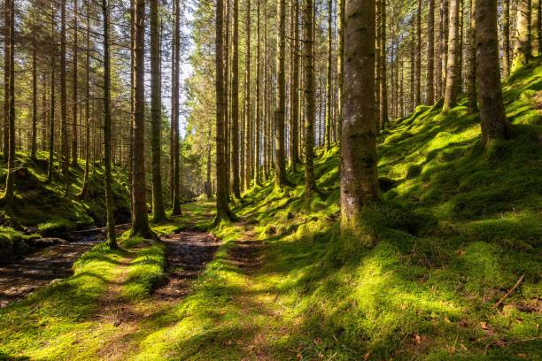 istock Scenic shot of a dense moss covered forest with tall trees 1432504183