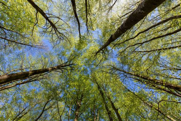 istock Low-angle shot of dense tall tree tops covered in green leaves 1432504185