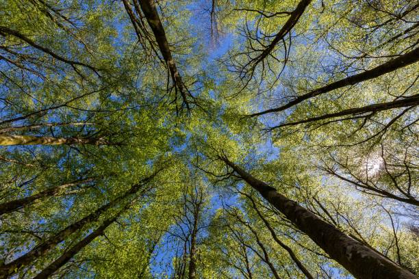 istock Low-angle shot of dense tall tree tops covered in green leaves 1432504186