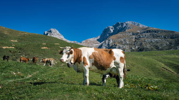 istock Cow grazing in the mountains 1432504202