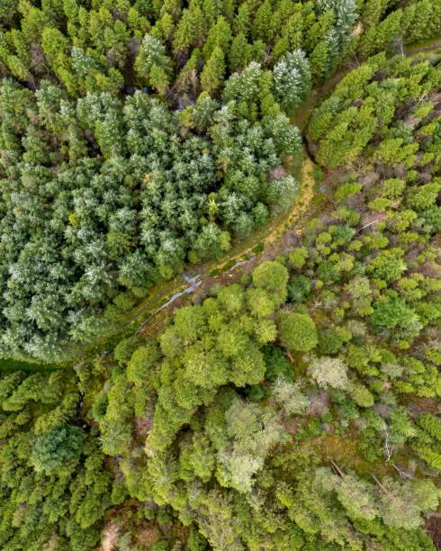 istock Aerial view of a beautiful forest 1432504261