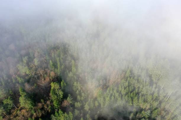 istock Aerial view of a beautiful forest 1432504271