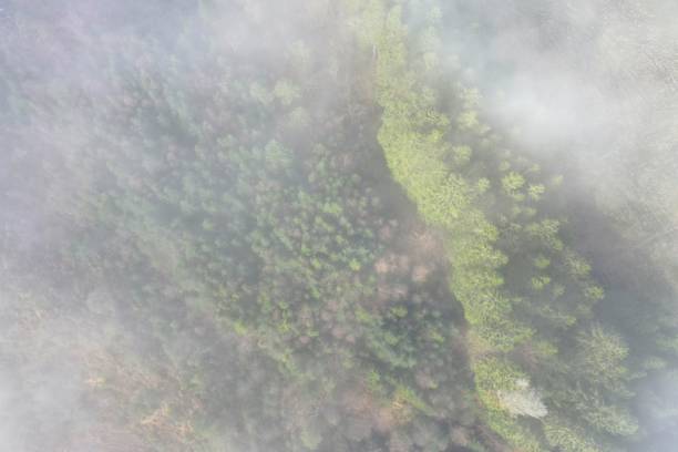 istock Aerial view of a beautiful forest 1432504273