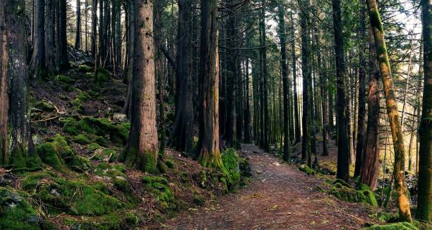 istock Walking trail through a beautiful mossy forest 1432504424
