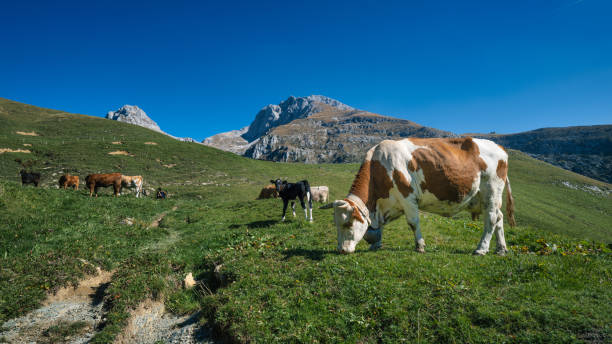 istock Cows n a pasture in northern Italy 1432504832