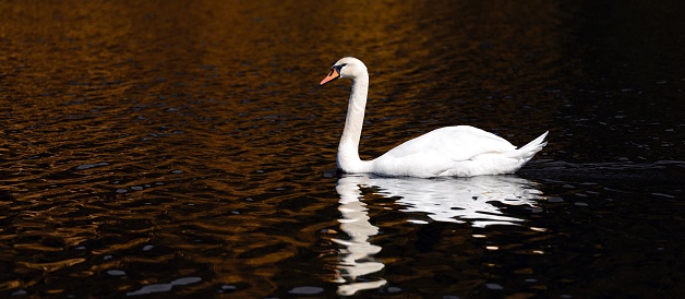 A closeup shot of a beautiful swan in pond