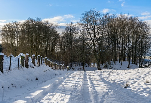 A beautiful view of a snowy field surrounded by thin trees under a bright sky on a sunny winter morning