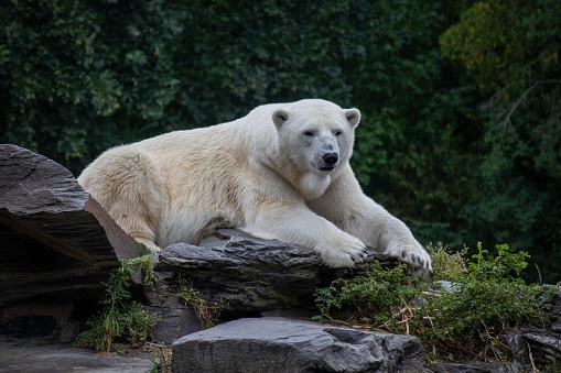 A polar bear relaxes on the snowy Canadian Tundra.