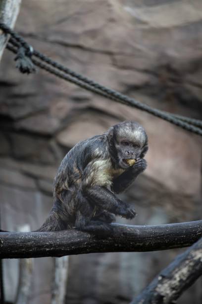 istock Brown-black monkey sitting on a branch in the zoo 1432506431