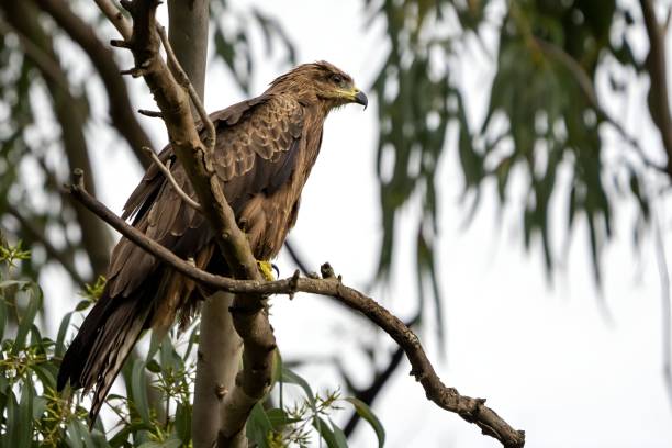 istock Profile low-angle view of a black kite perching on the branch of a tree 1432506501
