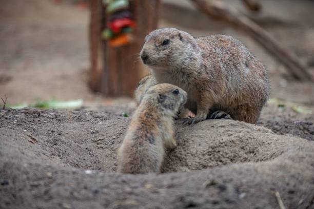 istock Prairie dogs in the zoo 1432506556