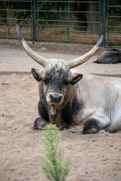 istock White bull with long horns lying inside the fence 1432506566