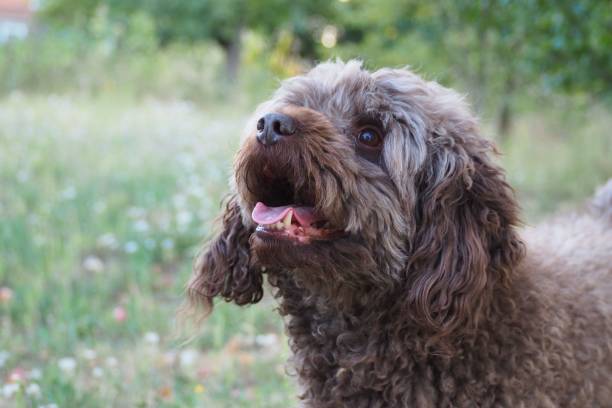 istock Brown Poodle dog looking towards with open mouth 1432506672