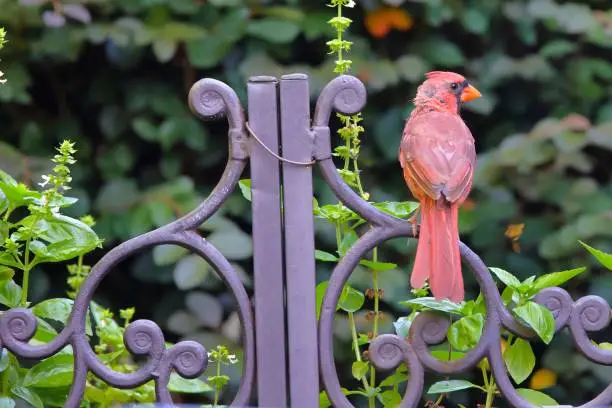 Photo of Closeup of a red Northern cardinal perched on a metallic fence against greenery