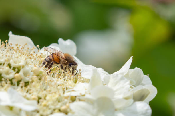 A bee on a flower collects pollen- macro photo. Close-up of a honey bee collecting pollen and nectar on white viburnum flowers in spring in the garden