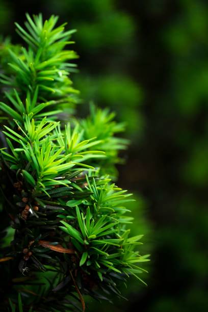 istock Vertical close-up shot of conifer tree branches 1432507575