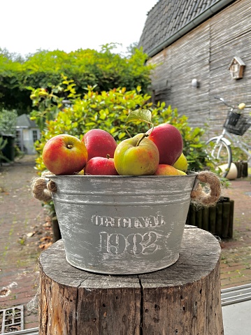 Gardening and harvesting. Fall apple crops harvesting in garden. Apple tree with fruits on branches and ladder for harvesting. Apple harvest concept. Apple garden nature background sunny autumn day in The Netherlands.