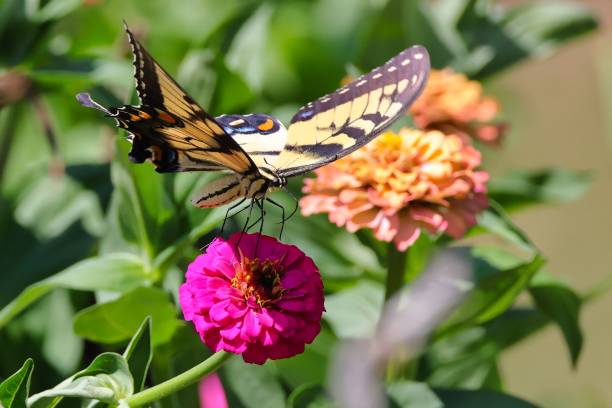 istock Eastern tiger swallowtail butterfly perched on purple zinnia elegans flower 1432507762