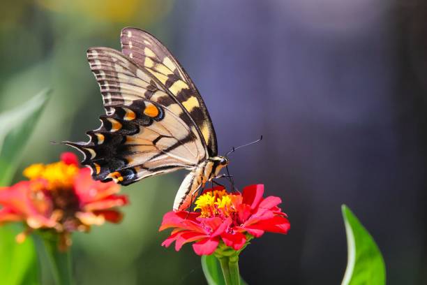 istock Eastern tiger swallowtail on red zinnia flower against blurry background 1432507776