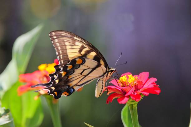 istock Papilio glaucus butterfly pollinating flowers 1432507779