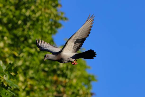 istock Rock pigeon with wings spread widely is soaring in the sky 1432508525