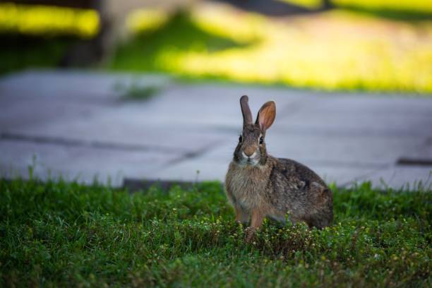 istock Closeup of a cute small rabbit on a grass by a footpath during the daytime 1432508724