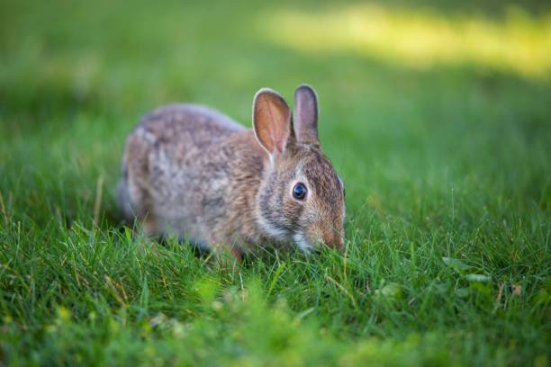 istock Closeup of a cute small rabbit on a grass during the daytime 1432508729