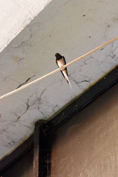 A barn swallow bird, perched on an electricity wire in an urban area in North Macedonia A barn swallow bird, perched on an electricity wire in an urban area in North Macedonia, resting. A small thin bird with long tail. tetovo stock pictures, royalty-free photos & images