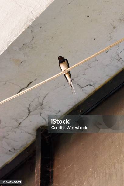 A Barn Swallow Bird Perched On An Electricity Wire In An Urban Area In North Macedonia Stock Photo - Download Image Now